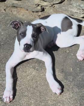 Ruby -  Pit Bull Terrier Dog for Adoption in Pleasure Rdge, Kentucky - Ruby | PetCurious