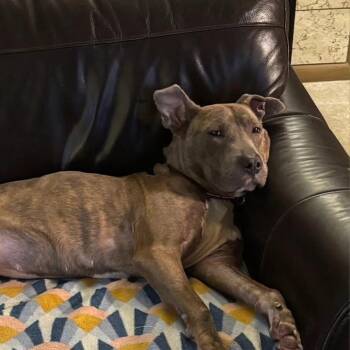 Pizza $450 -  Pit Bull Terrier and Mixed Breed Dog for Adoption in Milwaukee, Wisconsin - Pizza $450 | PetCurious