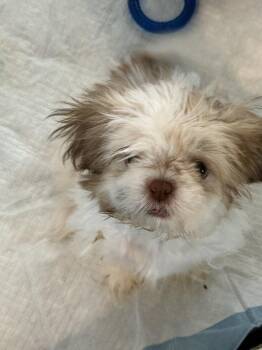 Shih Tzu - Hugo -  Shih Tzu Dog for Adoption in Omaha, Nebraska - Shih Tzu - Hugo | PetCurious