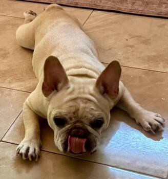 Marlo -  French Bulldog Dog for Adoption in Okolona, Mississippi - Marlo | PetCurious