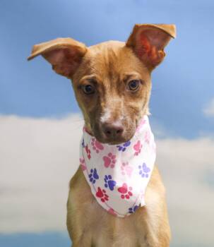 Cookie -  Chihuahua Dog for Adoption in Casa Grande, Arizona - Cookie | PetCurious