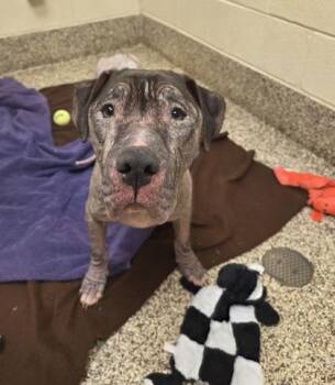 Pit Bull Terrier and Mixed Breed Dogs Available for Adoption in Westland, Michigan - Buttons | PetCurious