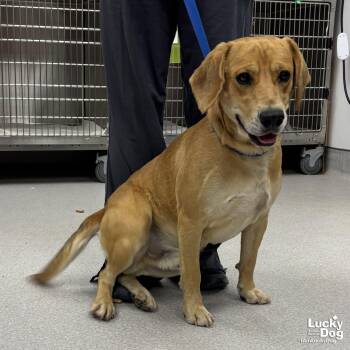 Lennard -  Retriever Dog for Adoption in Washington, District Of Columbia - Lennard | PetCurious