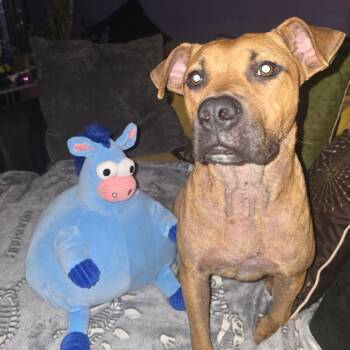 Rescue Pit Bull Terrier Dogs for Adoption in Midland, Texas - Texas | PetCurious