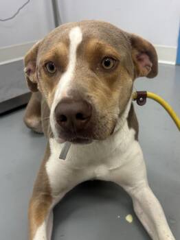 Buddy -  Labrador Retriever Dog for Adoption in Hartsville, South Carolina - Buddy | PetCurious