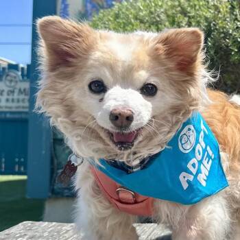 Cream Corn -  Pomeranian Dog Available for Adoption in Pacific Grove, California - Cream Corn | PetCurious