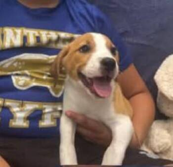 Tina -  American Staffordshire Terrier Dog for Adoption in Spring, Texas - Tina | PetCurious