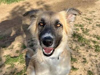 German Shepherd Dog and Mixed Breed Dogs Available for Adoption - GOLDIE | PetCurious