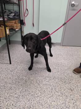 Roxy -  Terrier Dog for Adoption in Athens, Tennessee - Roxy | PetCurious