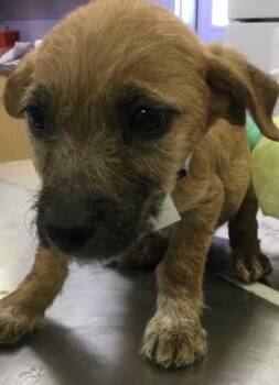 Terrier and Mixed Breed Dogs Available for Adoption in Riverside, California - MARTY | PetCurious
