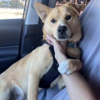 Carolina Dog Dogs Available for Adoption - SCOOBY* | PetCurious