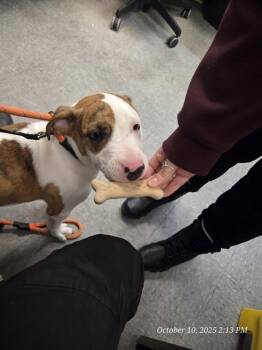 Rescue Pit Bull Terrier and Patterdale Terrier Fell Terrier Dogs for Adoption in Casper, Wyoming - TATER | PetCurious