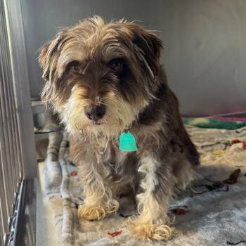 Winston -  Miniature Schnauzer and Mixed Breed Dog for Adoption in Saint Charles, Missouri - Winston | PetCurious