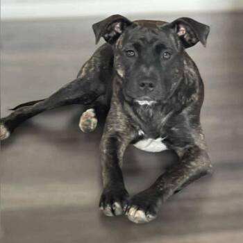 Rescue Catahoula Leopard Dog Dogs for Adoption in Niagara Falls, Ontario - Izzy (20250808-09) | PetCurious