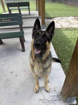 Klaus - 2 -  German Shepherd Dog and Mixed Breed Dog for Adoption in Daytona Beach, Florida - Klaus - 2 | PetCurious