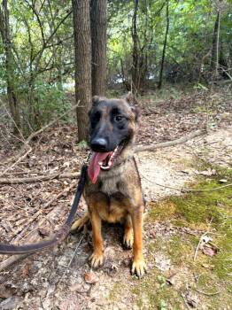 Jasmine -  Belgian Shepherd Malinois Dog for Adoption in Linton, Indiana - Jasmine | PetCurious