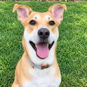 Toast -  Labrador Retriever Dog for Adoption in Houston, Texas - Toast | PetCurious