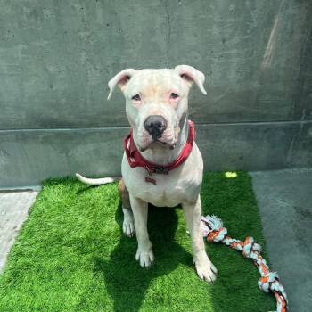 Aron -  American Staffordshire Terrier Dog for Adoption in Pasadena, California - Aron | PetCurious