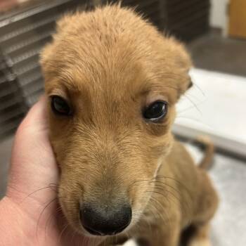 Rescue Australian Cattle Dog Blue Heeler and Great Pyrenees Dogs for Adoption in Ottawa, Kansas - Oatmeal | PetCurious