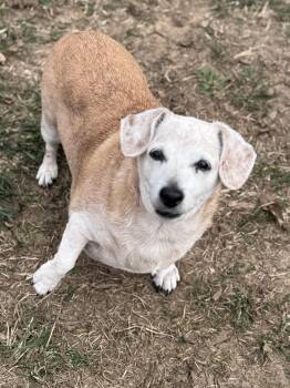Rescue Dachshund Dogs for Adoption in Pekin, Illinois - Skittles | PetCurious