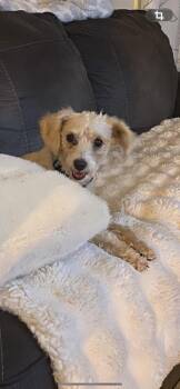 GINGER -  Poodle and Wheaten Terrier Dog for Adoption in Branford, Connecticut - GINGER | PetCurious