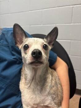 Rescue Chihuahua Dogs for Adoption in Lafayette, Indiana - Mina | PetCurious