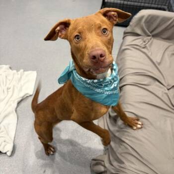 Chestnut -  Mixed Breed Dog for Adoption in Canal Winchester, Ohio - Chestnut | PetCurious