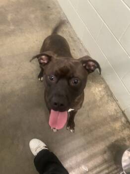 Rescue Mixed Breed Dogs for Adoption in Columbus, Indiana - Rio | PetCurious