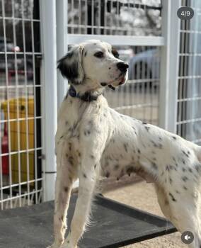 English Setter and English Pointer Dogs Available for Adoption - NEEKE | PetCurious