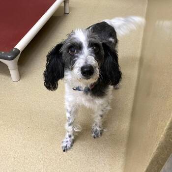 Miniature Poodle Dogs Available for Adoption - Oreo #22067 | PetCurious