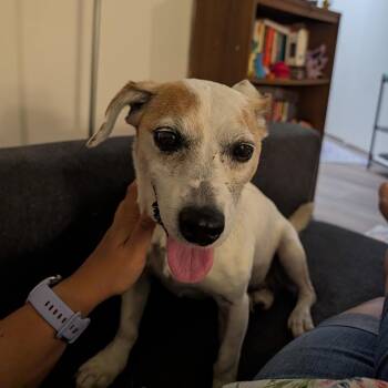 Atlas -  Jack Russell Terrier Dog for Adoption in New York, New York - Atlas | PetCurious