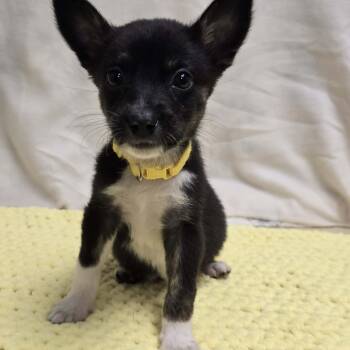 Corgi and Australian Cattle Dog Blue Heeler Dogs Available for Adoption - Amber The Corgi/Heeler Puppy! | PetCurious