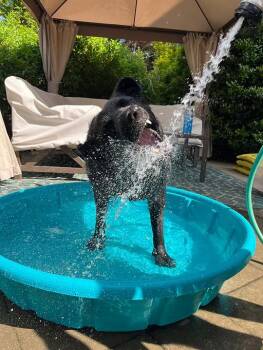 Black Labrador Retriever Dogs Available for Adoption in Colonial Heights, Virginia - Pepper | PetCurious