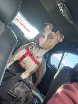 Rescue Staffordshire Bull Terrier Dogs for Adoption in Bloomfield Hills, Michigan - LOTIC | PetCurious