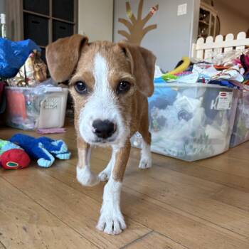 Baker -  Foxhound Dog for Adoption in Murrieta, California - Baker | PetCurious