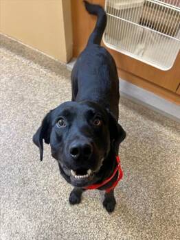 Labrador Retriever Dogs Available for Adoption in Thousand Palms, California - JULIAN | PetCurious