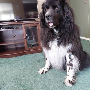 Newfoundland Dog Dogs Available for Adoption - Moses  | PetCurious