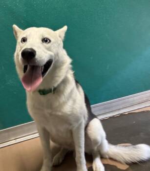 BLIZZARD -  Siberian Husky and Mixed Breed Dog for Adoption in Texas City, Texas - BLIZZARD | PetCurious