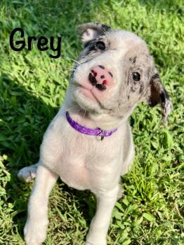 Grey -  Catahoula Leopard Dog Dog for Adoption in Pawleys Island, South Carolina - Grey | PetCurious