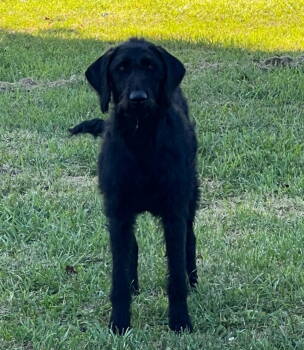 Rescue Great Pyrenees Dogs for Adoption in Newport, New Hampshire - Maggie 2 | PetCurious