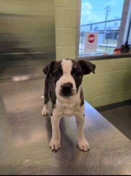 Terrier Dogs Available for Adoption in Blountville, Tennessee - Granite | PetCurious