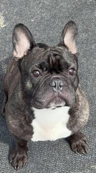 Rescue French Bulldog Dogs for Adoption in Shorewood, Illinois - Bentley | PetCurious