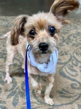 Rescue Yorkshire Terrier Dogs for Adoption in Ladson, South Carolina - Vivian | PetCurious