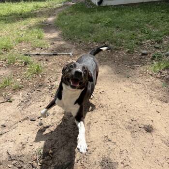 Shepherd Dogs Available for Adoption - SUNNY | PetCurious