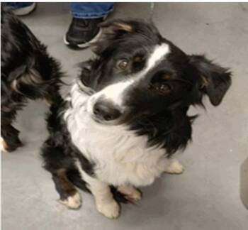 Saja Boy -  Border Collie Dog for Adoption in Vancouver, Washington - Saja Boy | PetCurious