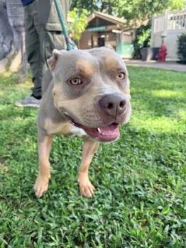 Meli -  Fox Terrier and Mixed Breed Dog for Adoption in Honolulu, Hawaii - Meli | PetCurious