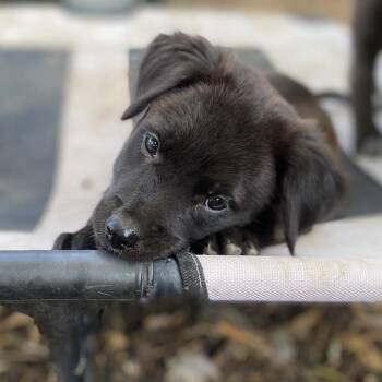 Antarctica -  Black Labrador Retriever and Terrier Dog for Adoption in Escondido, California - Antarctica | PetCurious