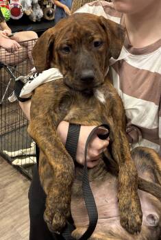 Sophie -  Pit Bull Terrier and Hound Dog for Adoption in Mobile, Alabama - Sophie | PetCurious