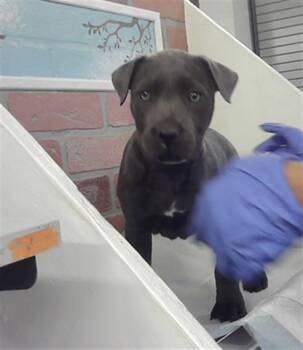 Staffordshire Bull Terrier and Mixed Breed Dogs Available for Adoption - MAEVE | PetCurious