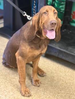Daisy -  Bloodhound Dog for Adoption in Nacogdoches, Texas - Daisy | PetCurious